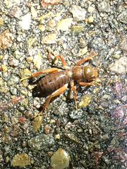 Ammopelmatus fuscus