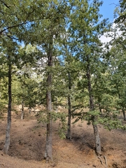 Quercus afares