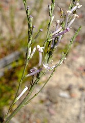 Freylinia longiflora