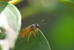 Athalia cordata