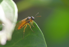 Athalia cordata