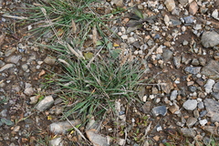 Koeleria askoldensis