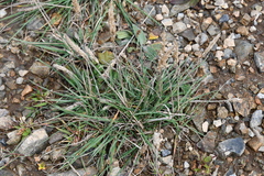 Koeleria askoldensis