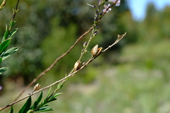 Freylinia longiflora