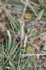 Koeleria askoldensis