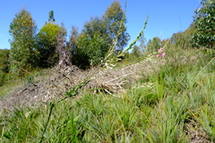 Freylinia longiflora