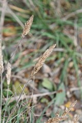 Koeleria askoldensis