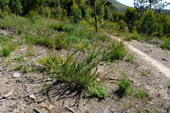 Freylinia longiflora