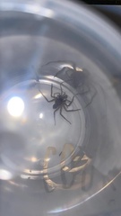 Araneae