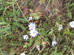 Nemophila maculata