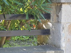 Erithacus rubecula