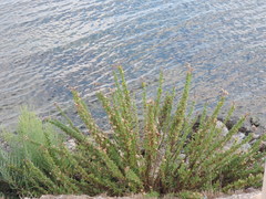 Limbarda crithmoides longifolia