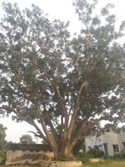 Ficus religiosa