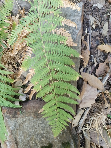 Pteridium aquilinum image