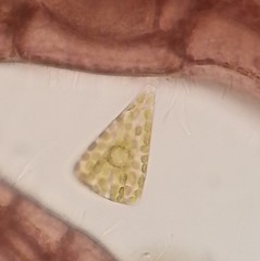 Licmophora