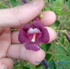 Jacaranda jasminoides