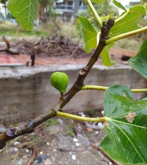 Ficus carica