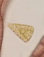 Licmophora