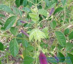 Jacaranda jasminoides