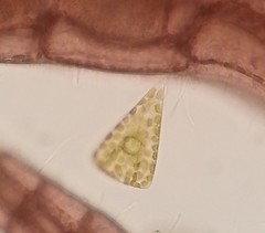 Licmophora