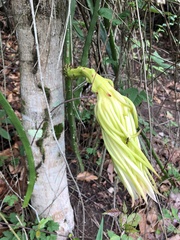 Selenicereus setaceus