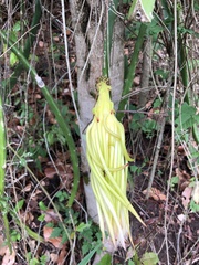 Selenicereus setaceus