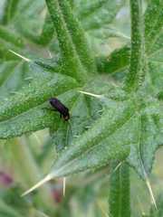 Polemius denticornis