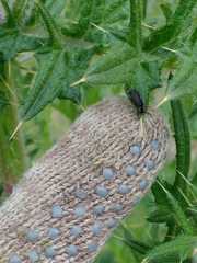 Polemius denticornis