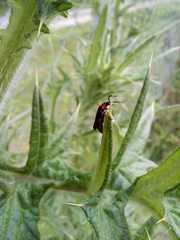 Polemius denticornis