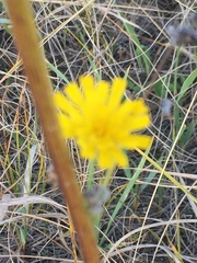 Pilosella echioides