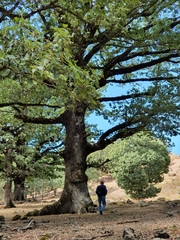 Quercus canariensis