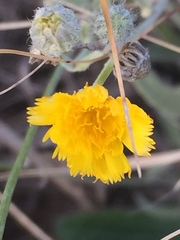 Pilosella echioides
