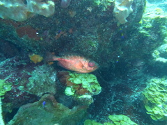 Heteropriacanthus cruentatus