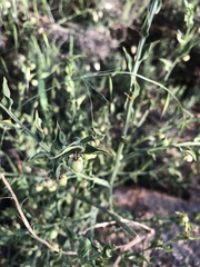 Asparagus undulatus