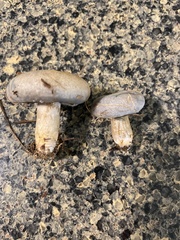 Lactarius indigo