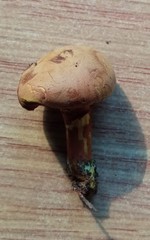 Chalciporus