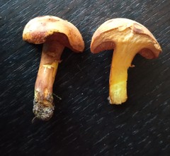 Chalciporus