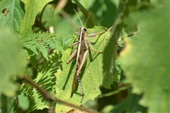 Acanthacris