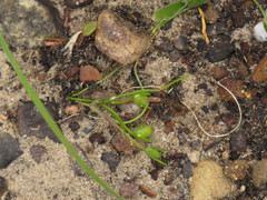 Romulea hirsuta cuprea