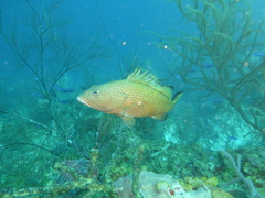 Epinephelus guttatus