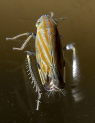 Deltanus texanus