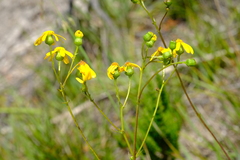 Senecio variifolius