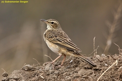 Anthus similis