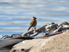 Zonotrichia capensis