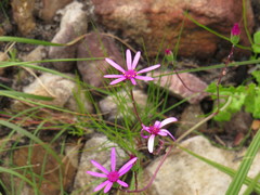 Senecio cymbalarifolius