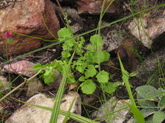 Senecio cymbalarifolius