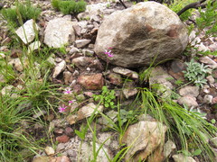 Senecio cymbalarifolius