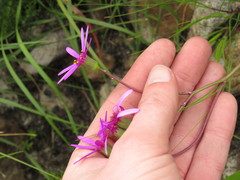 Senecio cymbalarifolius