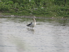 Recurvirostra americana