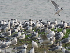 Leucophaeus pipixcan